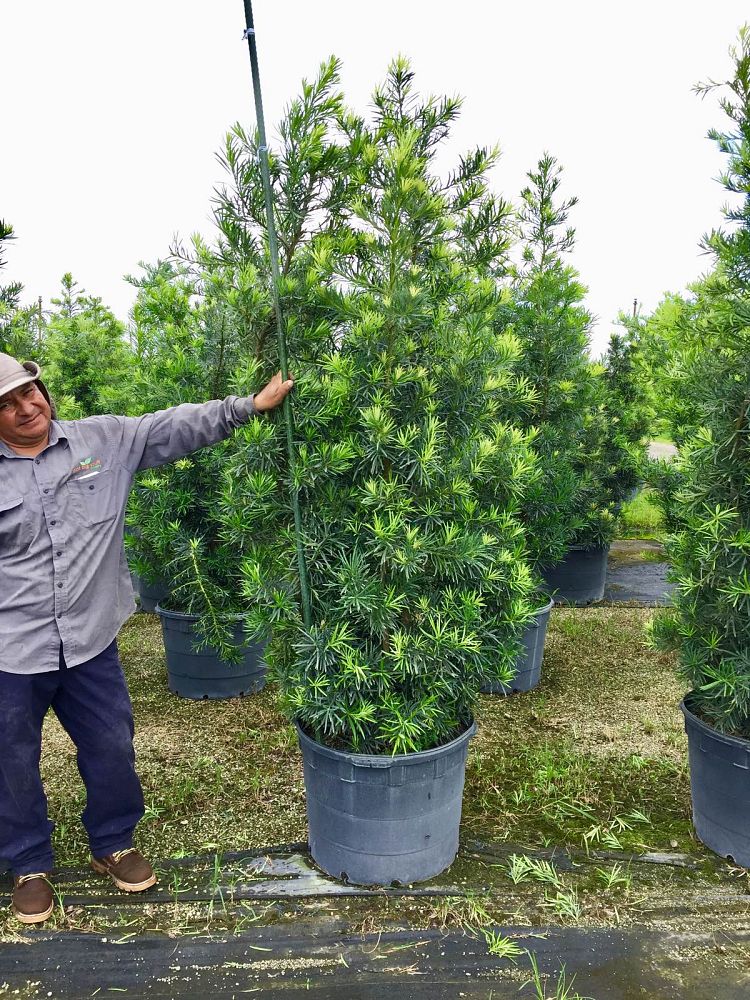 podocarpus-macrophyllus-maki-japanese-yew