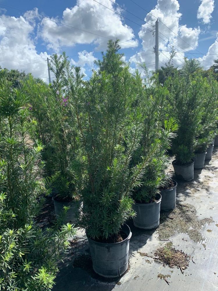 podocarpus-macrophyllus-maki-japanese-yew