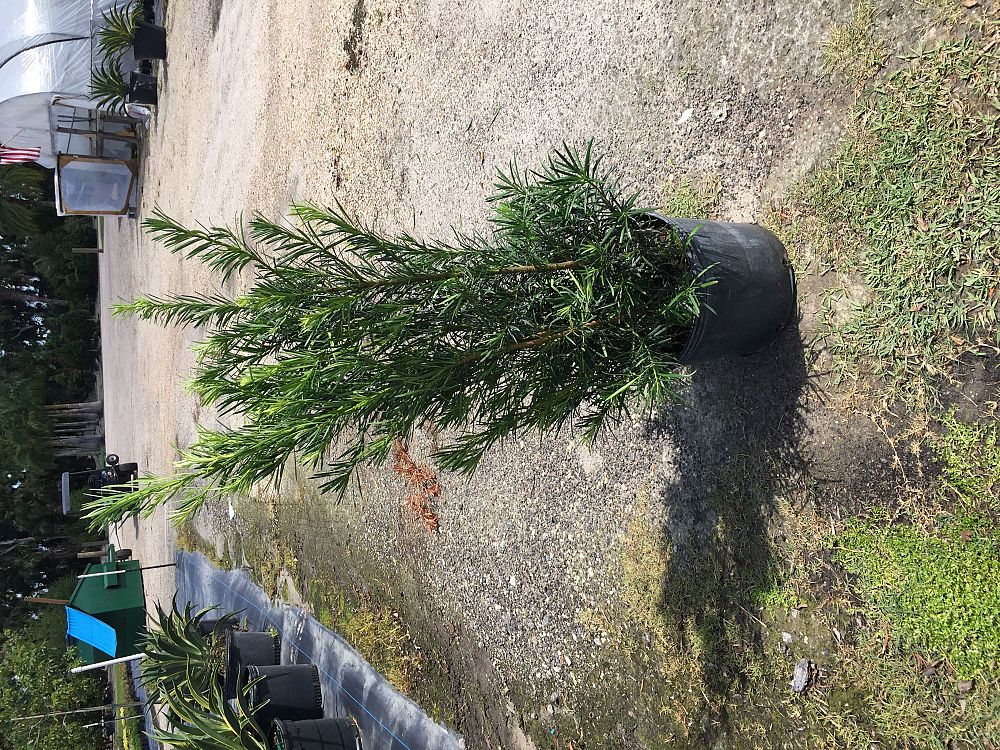 podocarpus-macrophyllus-maki-japanese-yew