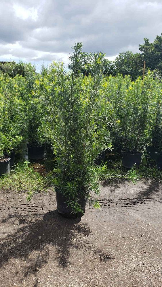 podocarpus-macrophyllus-maki-japanese-yew