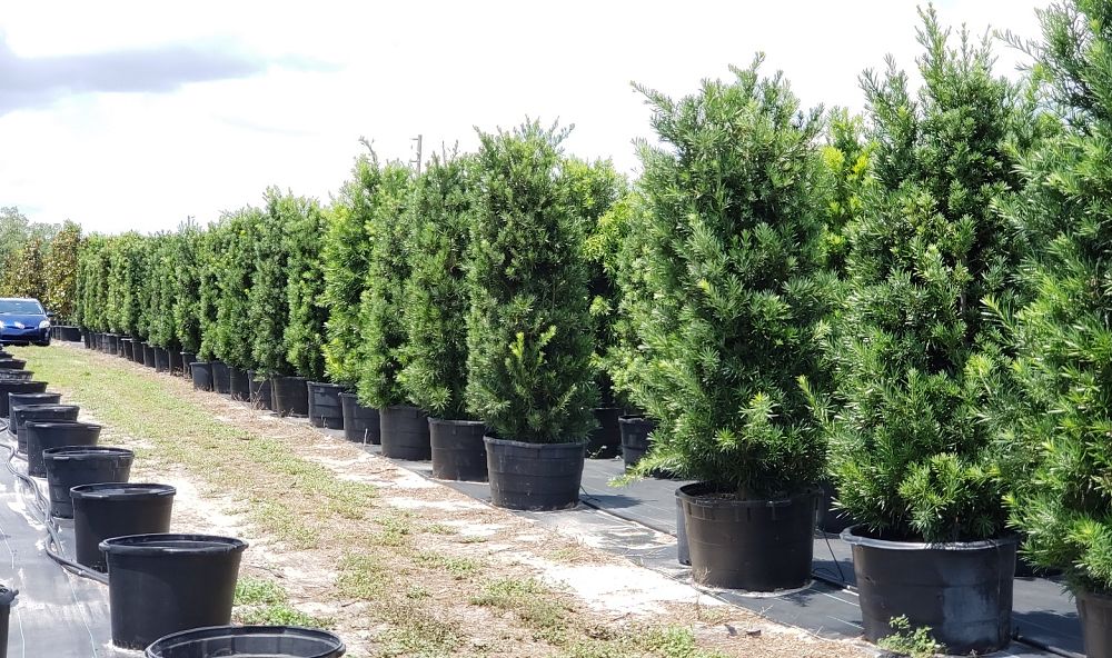 podocarpus-macrophyllus-maki-japanese-yew