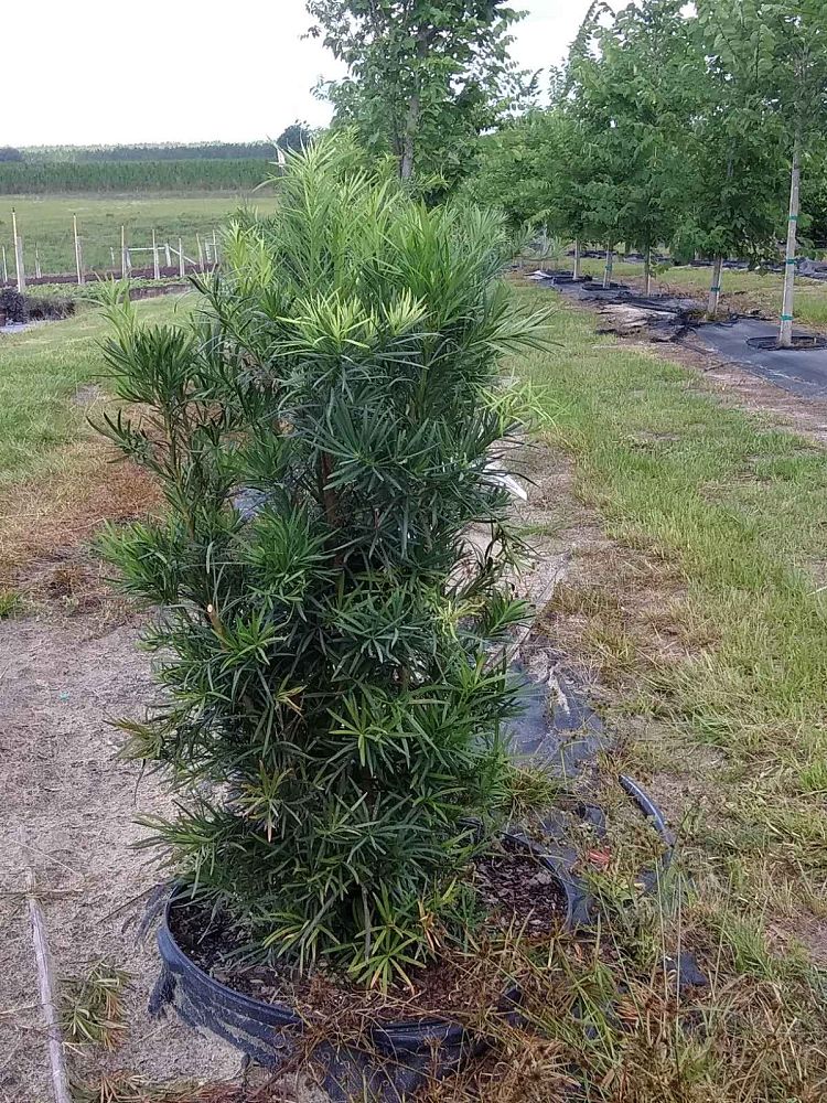 podocarpus-macrophyllus-maki-japanese-yew