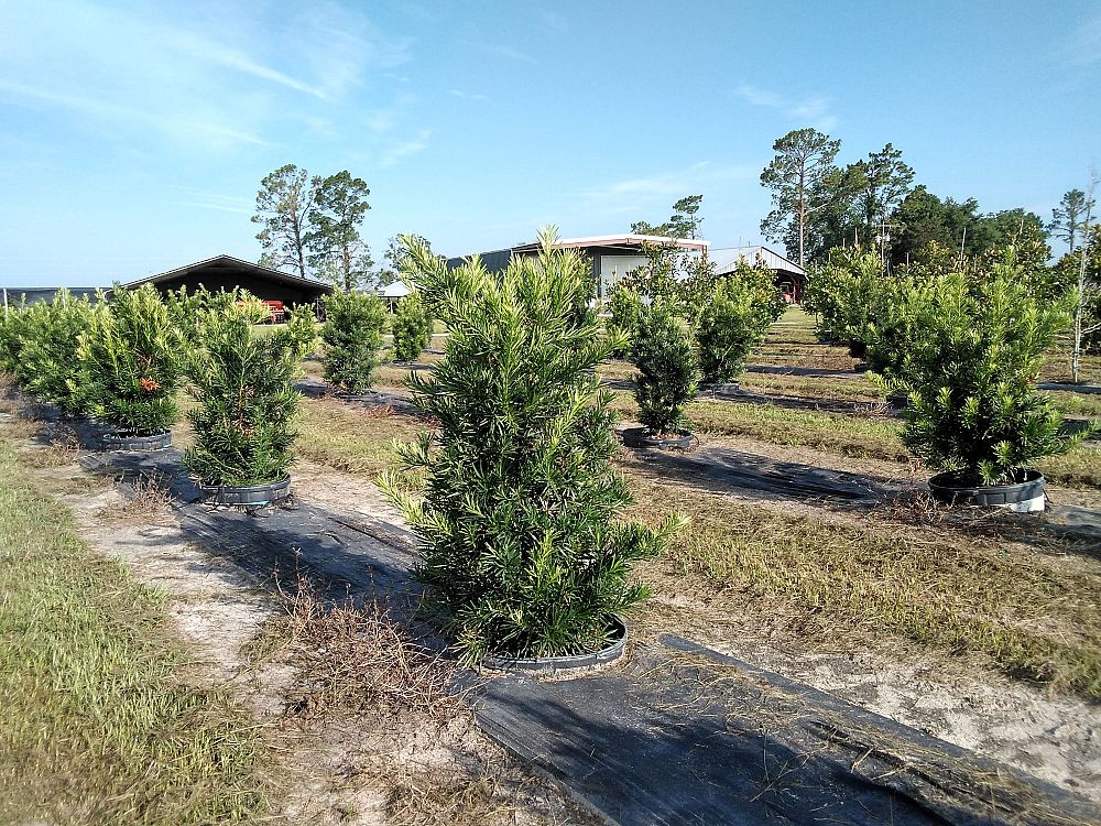podocarpus-macrophyllus-maki-japanese-yew