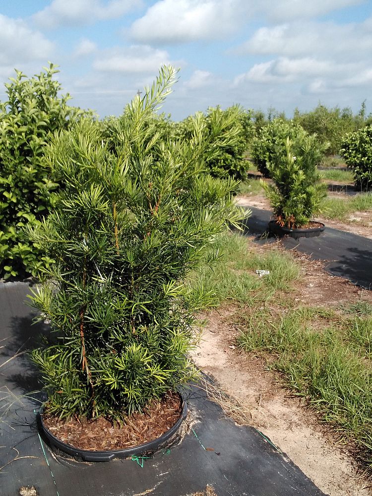 podocarpus-macrophyllus-maki-japanese-yew