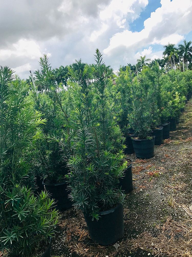 Tropical Gardens Nursery INC | plantANT.com