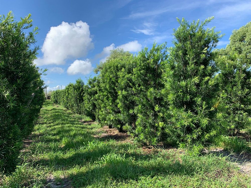 podocarpus-macrophyllus-maki-japanese-yew