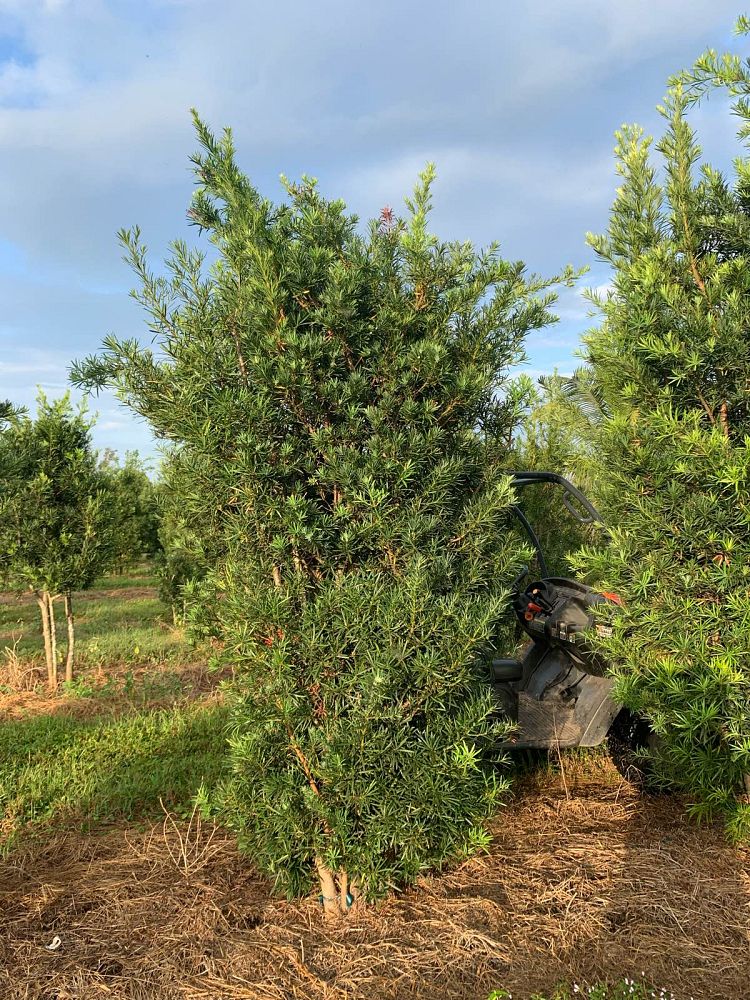 podocarpus-macrophyllus-maki-japanese-yew