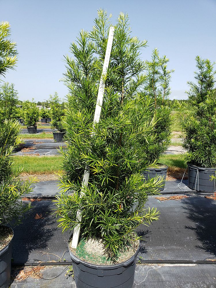 podocarpus-macrophyllus-maki-japanese-yew