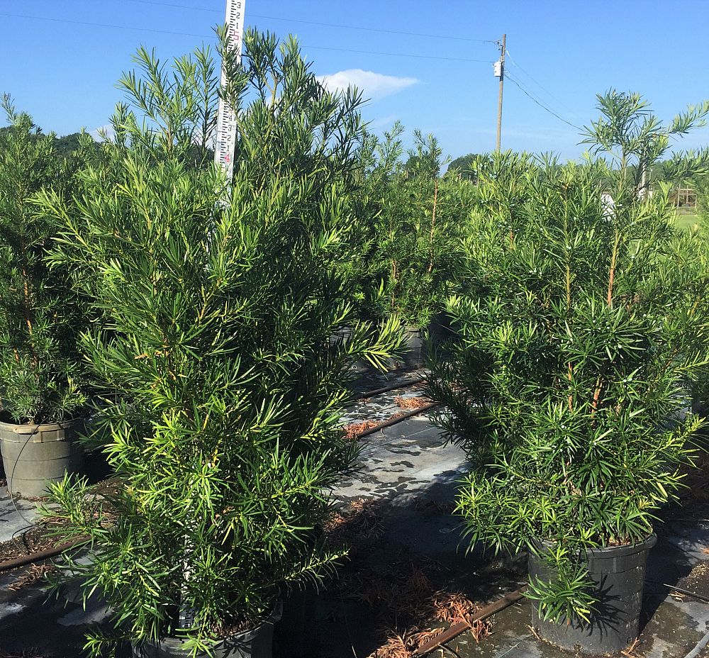 podocarpus-macrophyllus-maki-japanese-yew