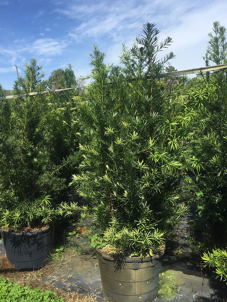 podocarpus-macrophyllus-maki-japanese-yew