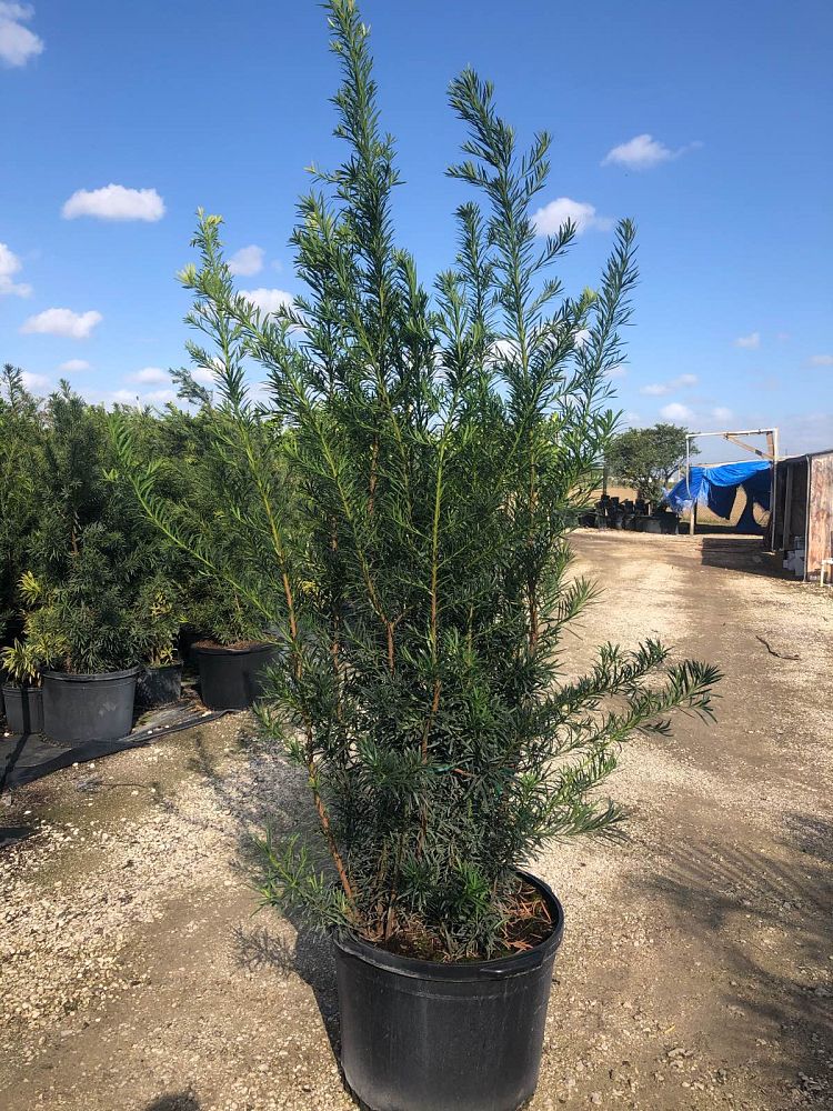 podocarpus-macrophyllus-maki-japanese-yew