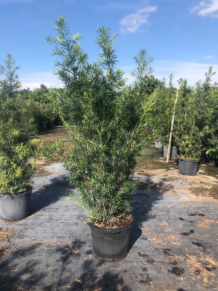 podocarpus-macrophyllus-maki-japanese-yew