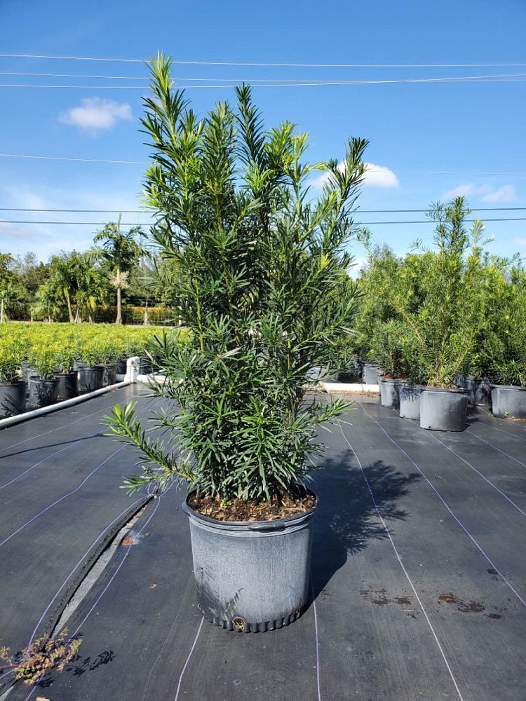 podocarpus-macrophyllus-maki-japanese-yew