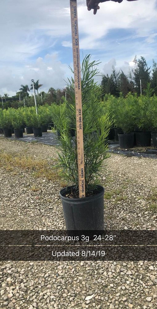 podocarpus-macrophyllus-maki-japanese-yew