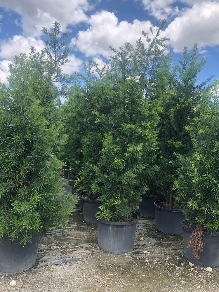 podocarpus-macrophyllus-maki-japanese-yew