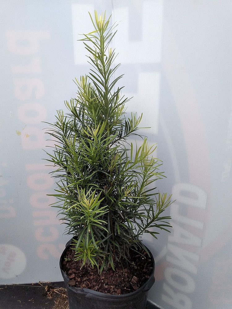 podocarpus-macrophyllus-maki-japanese-yew