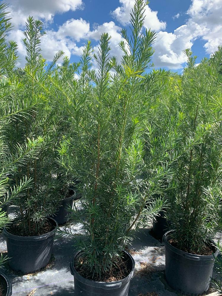 podocarpus-macrophyllus-maki-japanese-yew