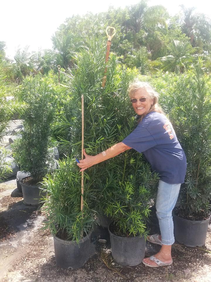 podocarpus-macrophyllus-maki-japanese-yew