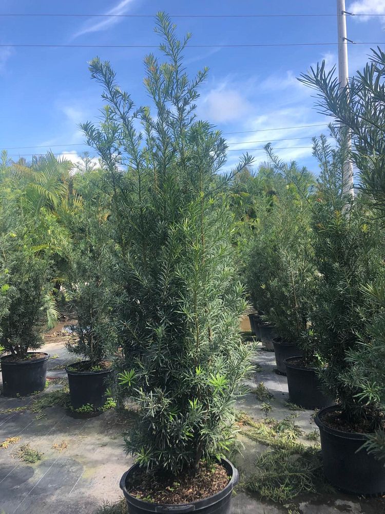 podocarpus-macrophyllus-maki-japanese-yew