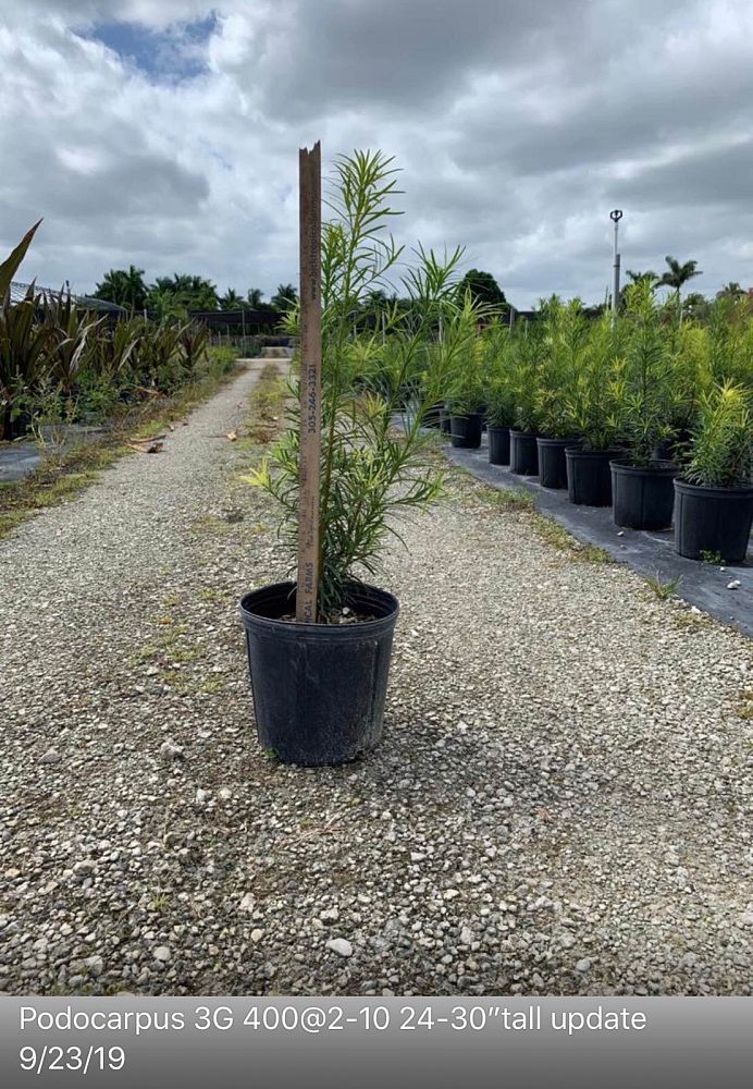 podocarpus-macrophyllus-maki-japanese-yew