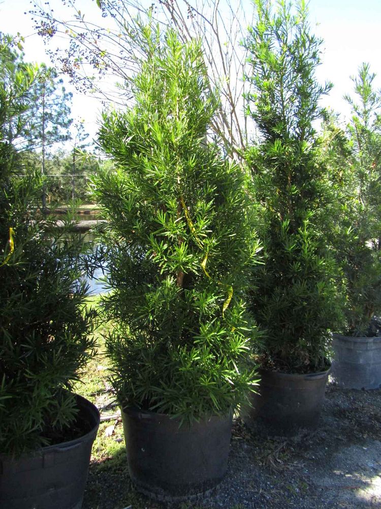 podocarpus-macrophyllus-maki-japanese-yew
