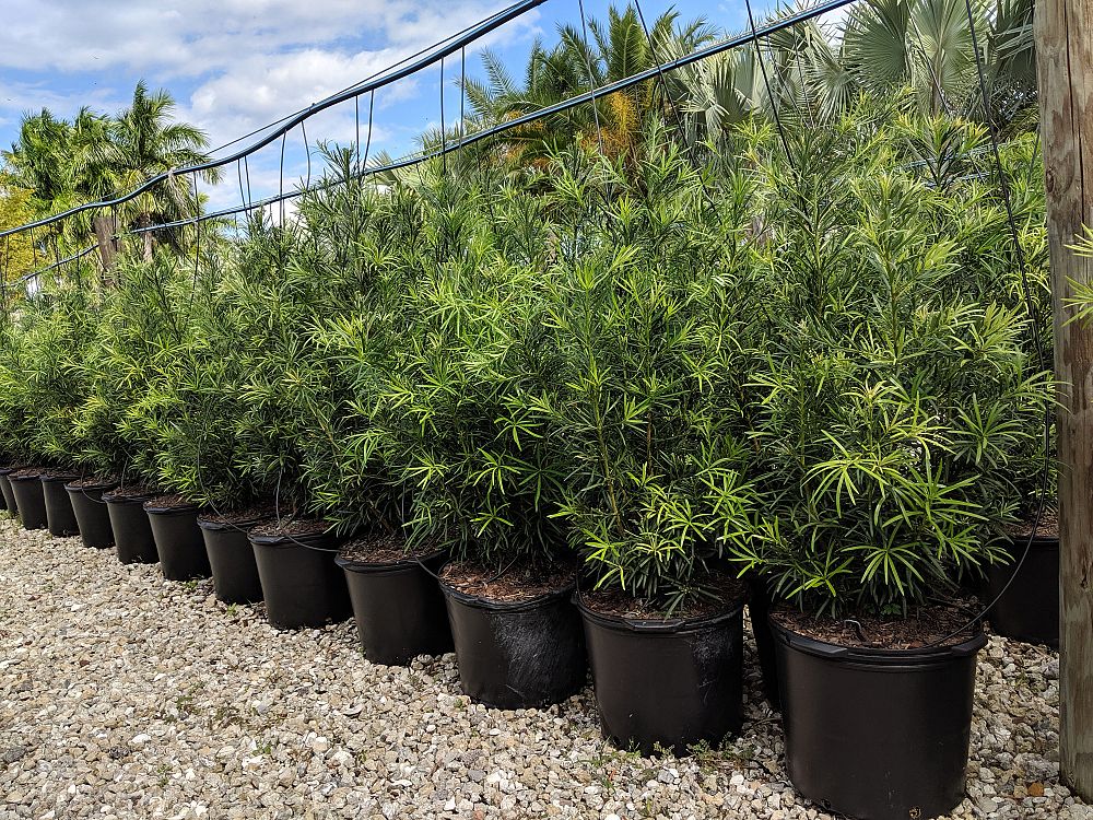 podocarpus-macrophyllus-maki-japanese-yew