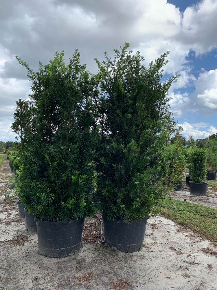podocarpus-macrophyllus-maki-japanese-yew