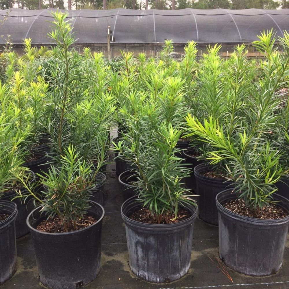 podocarpus-macrophyllus-maki-japanese-yew