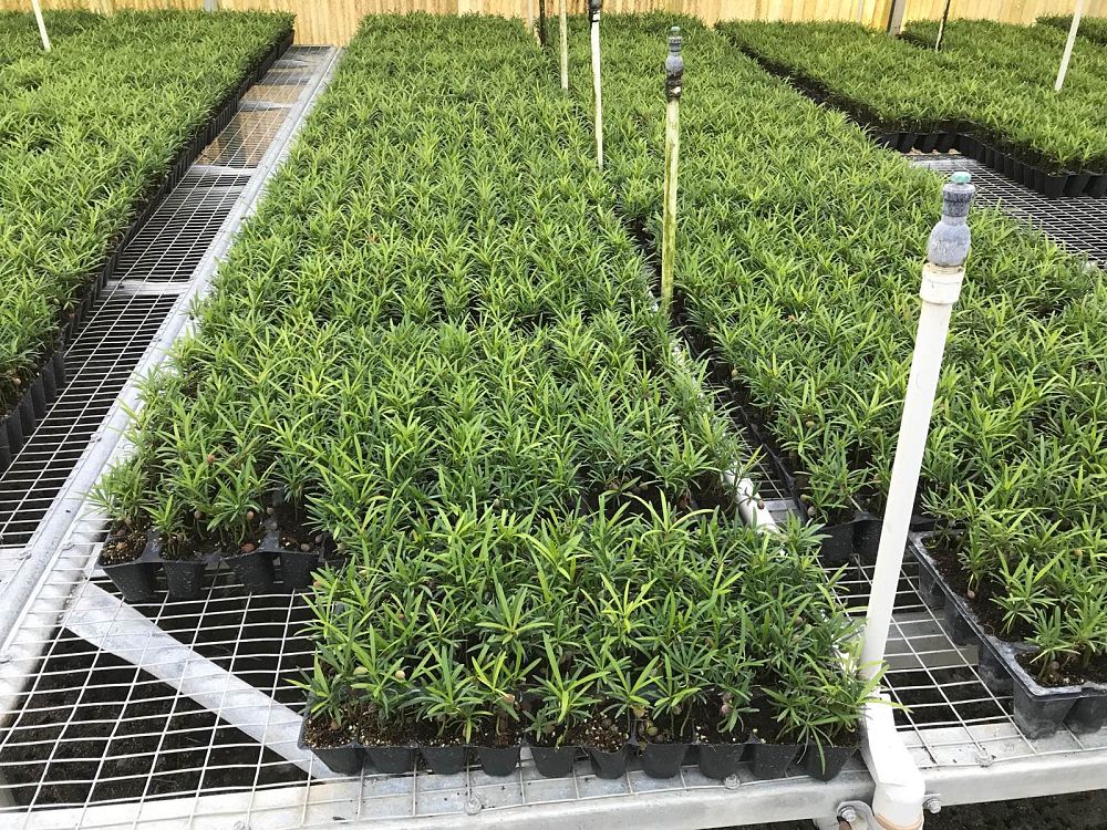 podocarpus-macrophyllus-maki-japanese-yew