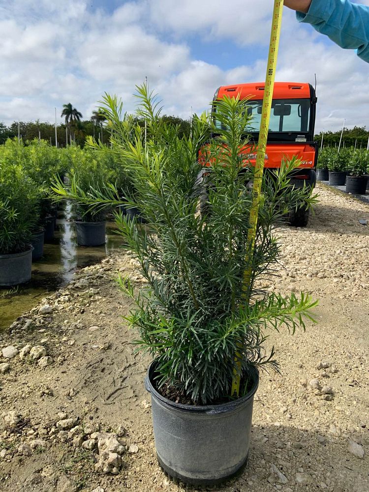 podocarpus-macrophyllus-maki-japanese-yew