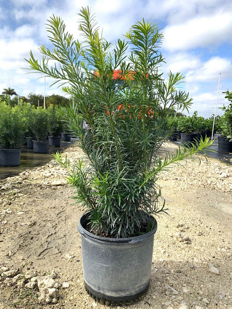 podocarpus-macrophyllus-maki-japanese-yew