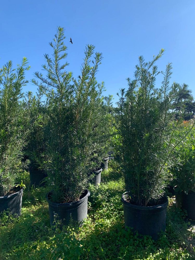 podocarpus-macrophyllus-maki-japanese-yew