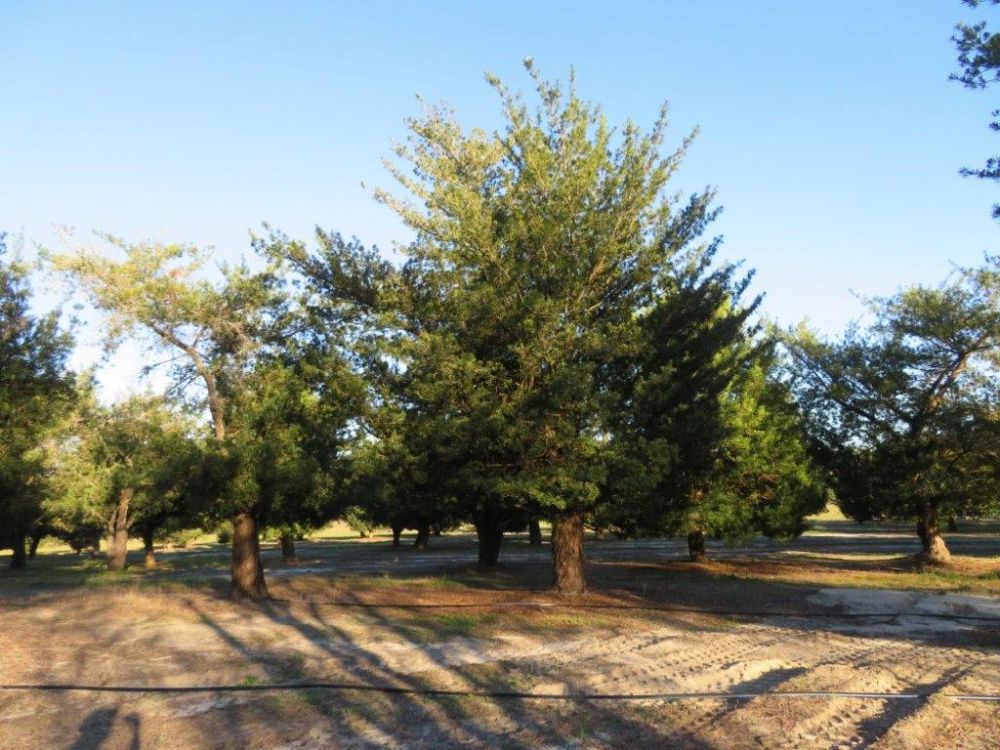 podocarpus-macrophyllus-maki-japanese-yew
