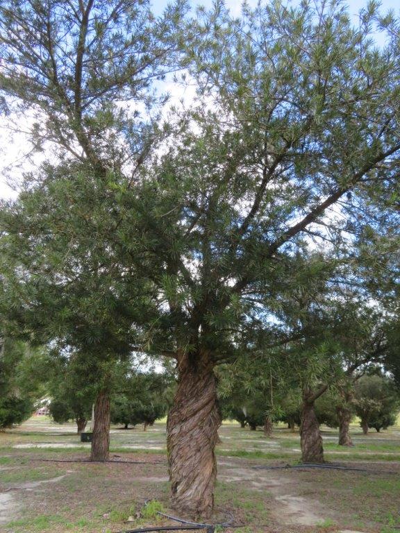 podocarpus-macrophyllus-maki-japanese-yew