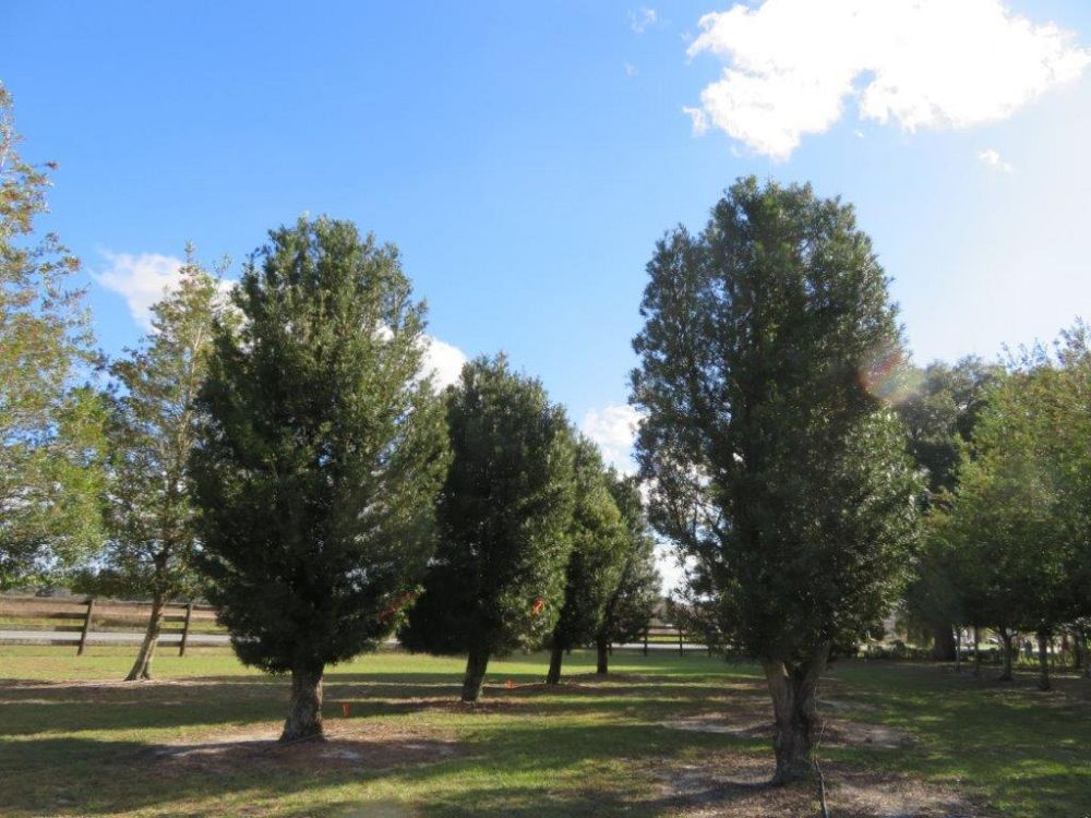 podocarpus-macrophyllus-maki-japanese-yew