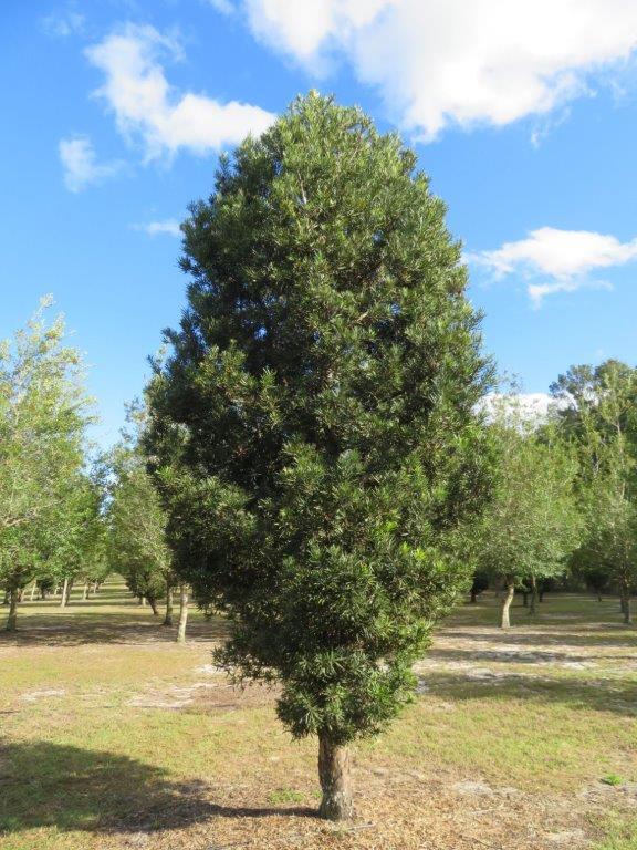 podocarpus-macrophyllus-maki-japanese-yew
