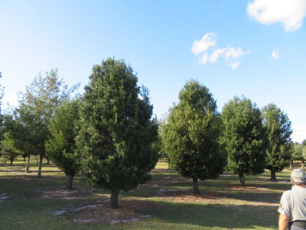 podocarpus-macrophyllus-maki-japanese-yew
