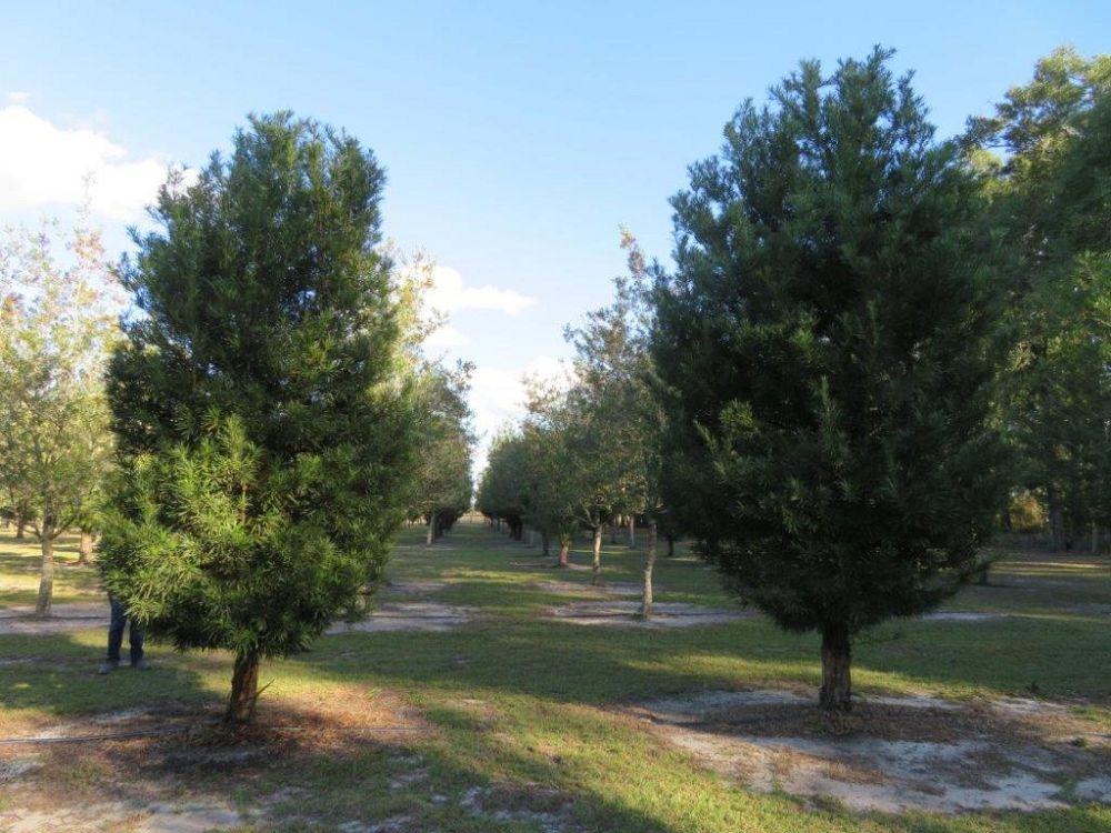 podocarpus-macrophyllus-maki-japanese-yew