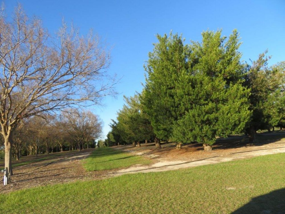 podocarpus-macrophyllus-maki-japanese-yew