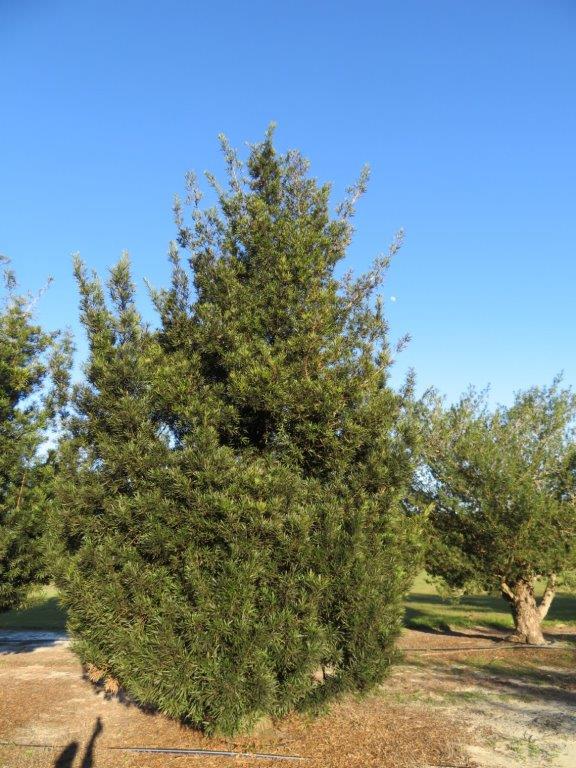 podocarpus-macrophyllus-maki-japanese-yew