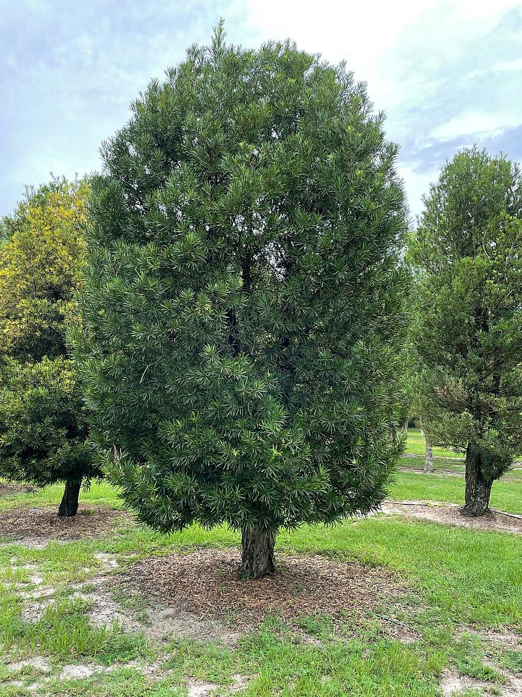 podocarpus-macrophyllus-maki-japanese-yew