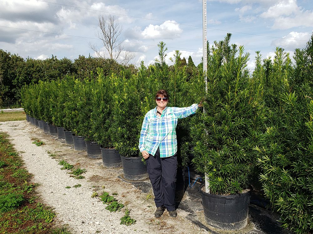 podocarpus-macrophyllus-maki-japanese-yew