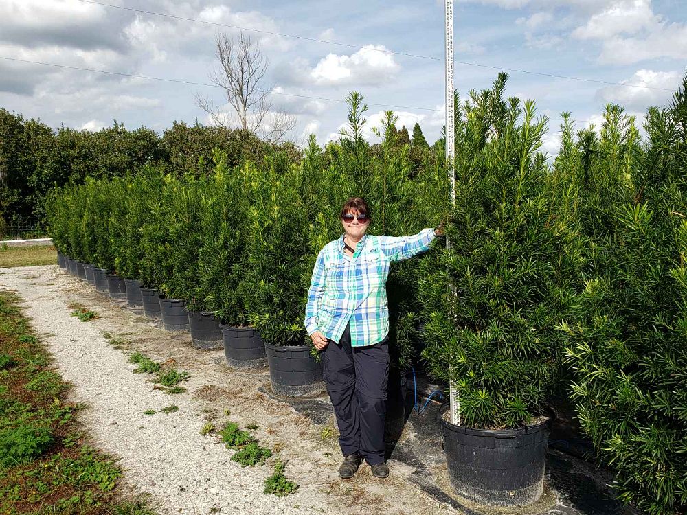 podocarpus-macrophyllus-maki-japanese-yew