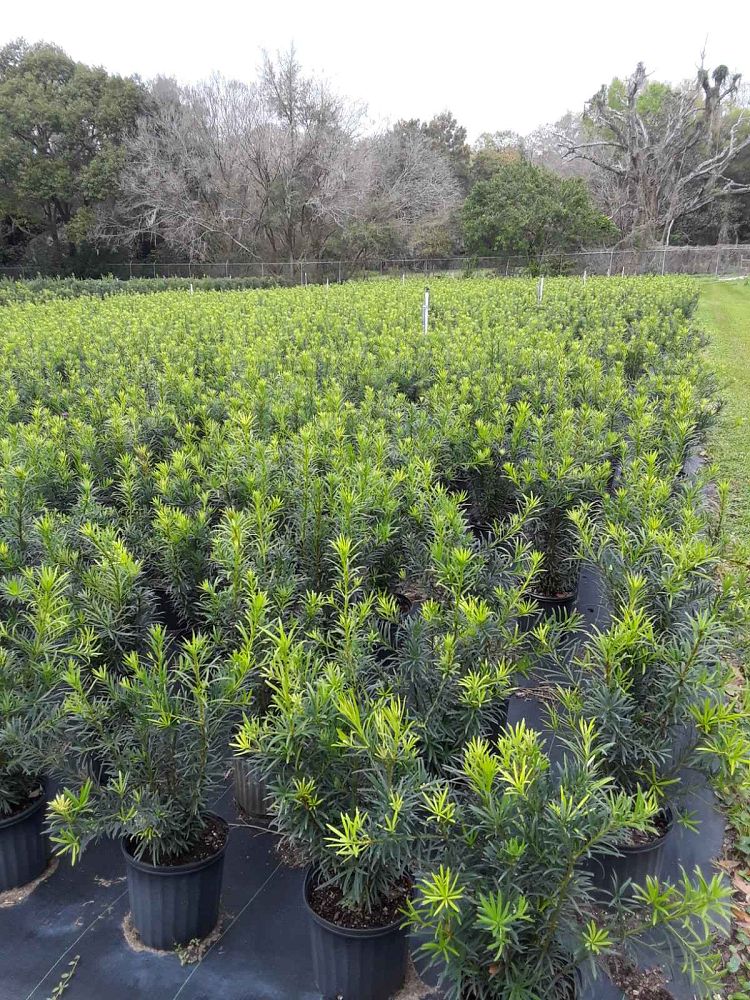 podocarpus-macrophyllus-maki-japanese-yew