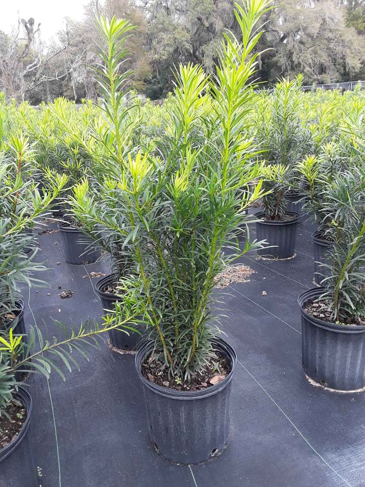 podocarpus-macrophyllus-maki-japanese-yew