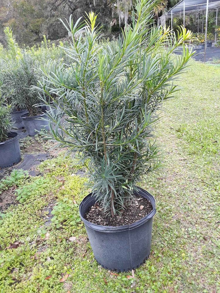 podocarpus-macrophyllus-maki-japanese-yew