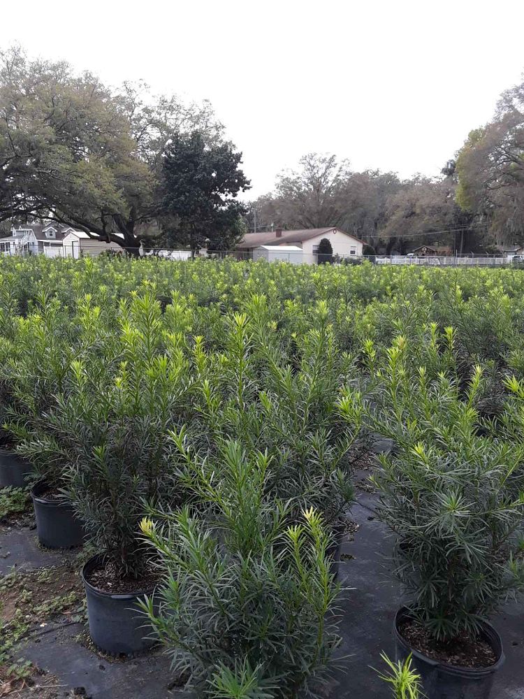 podocarpus-macrophyllus-maki-japanese-yew