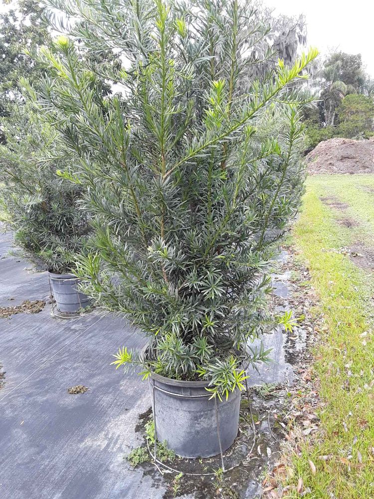 podocarpus-macrophyllus-maki-japanese-yew
