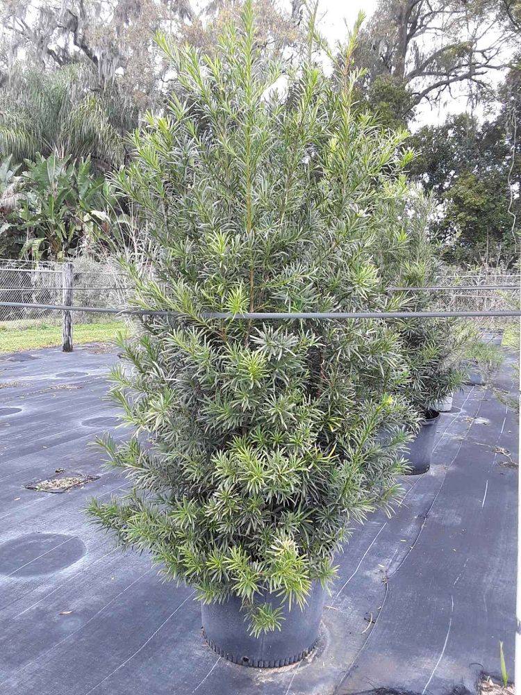 podocarpus-macrophyllus-maki-japanese-yew