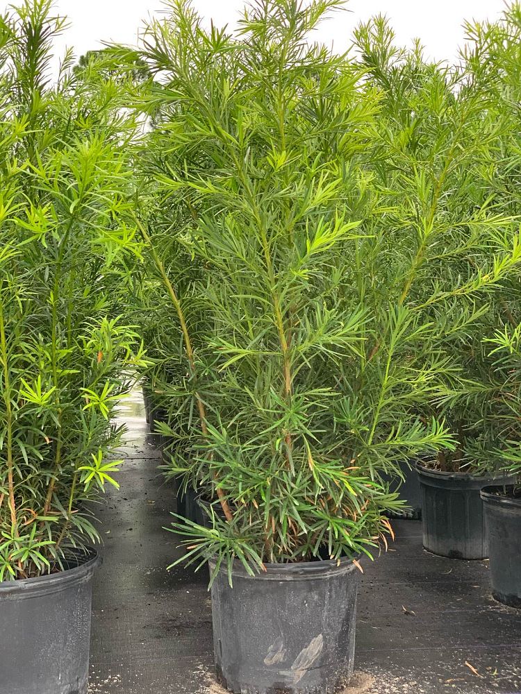 podocarpus-macrophyllus-maki-japanese-yew